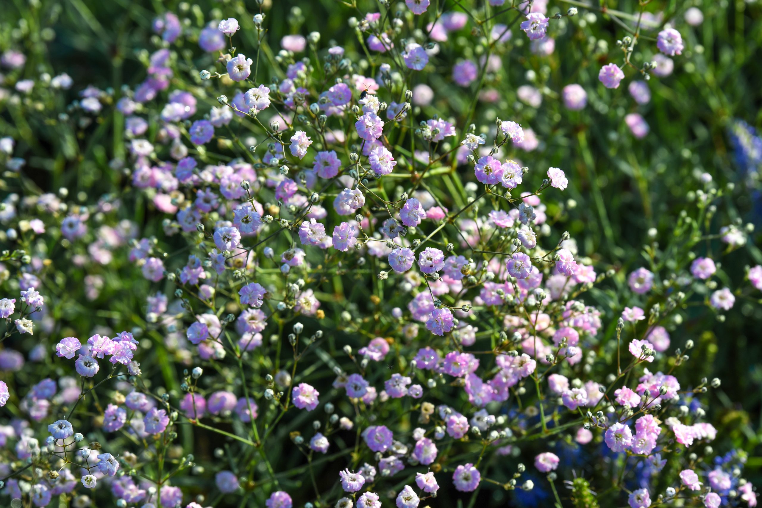 Gypsophila paniculata preservada rosa - 40490 - Gypsophila