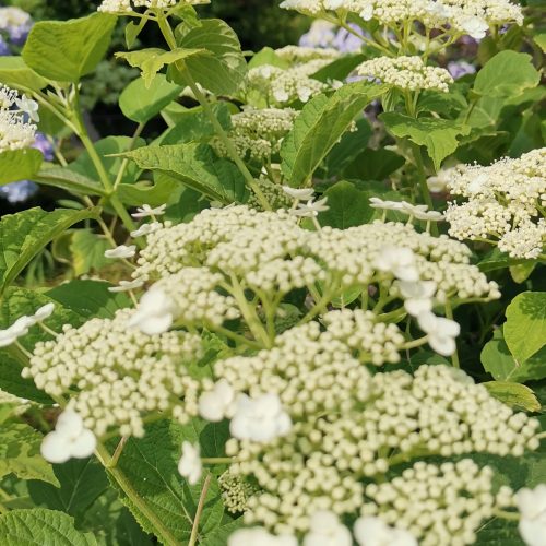 Hydrangea arborescens 'Vasterival' - Vivai Nord