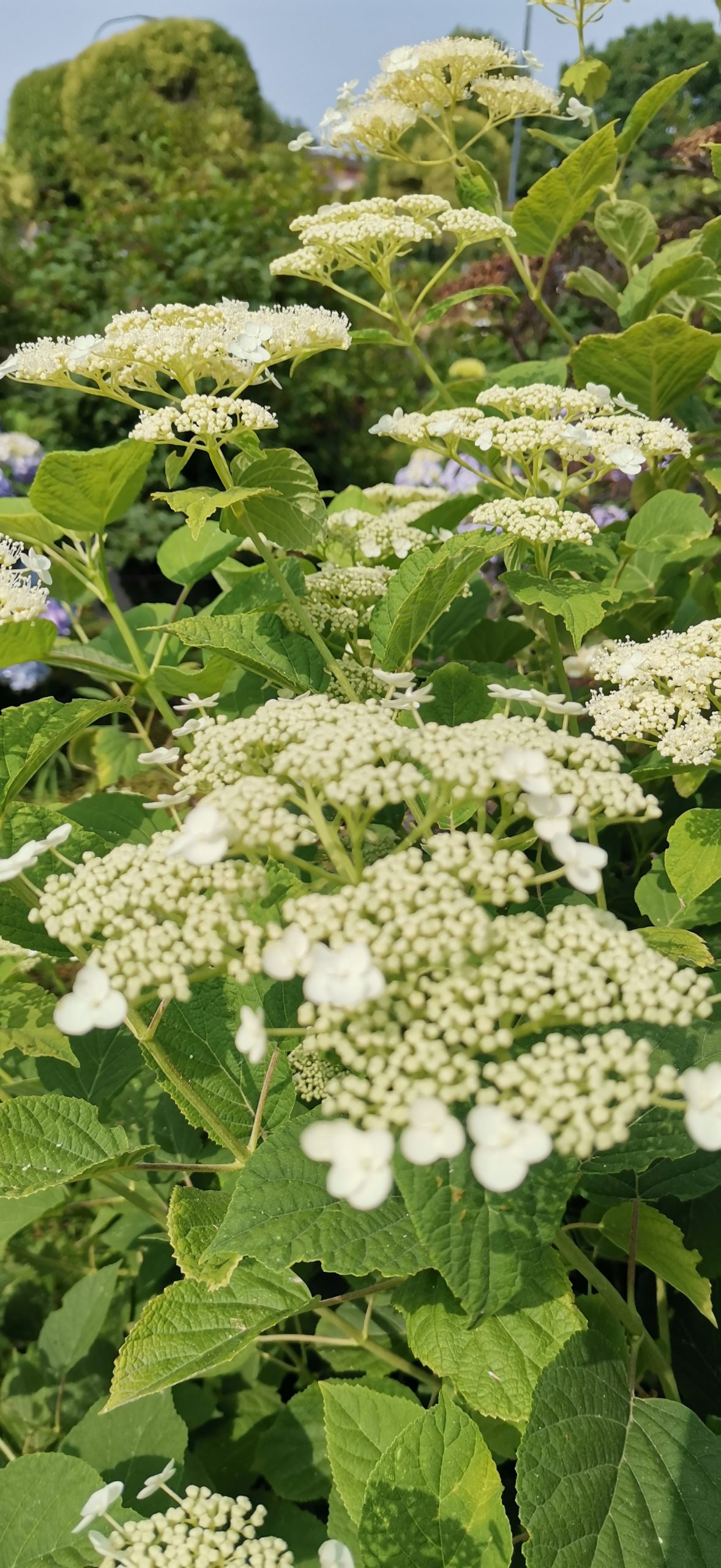 Hydrangea arborescens 'Vasterival' - Vivai Nord