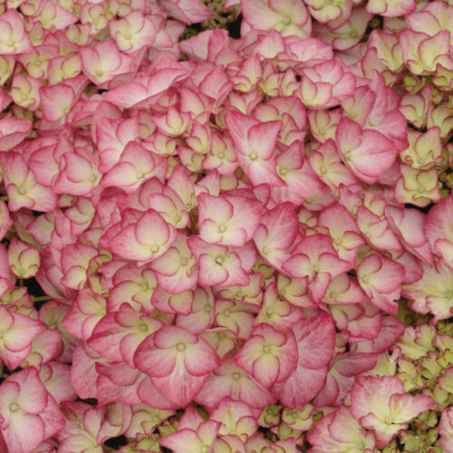 Hydrangea macrophylla 'Adula Rose' ® - Vivai Nord