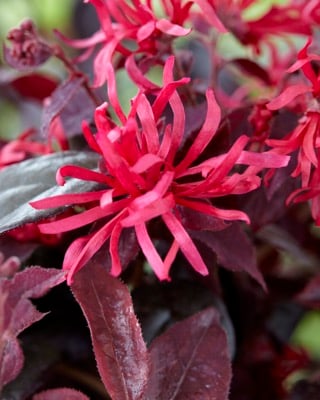 Loropetalum Chinense Ever Red Vivai Nord