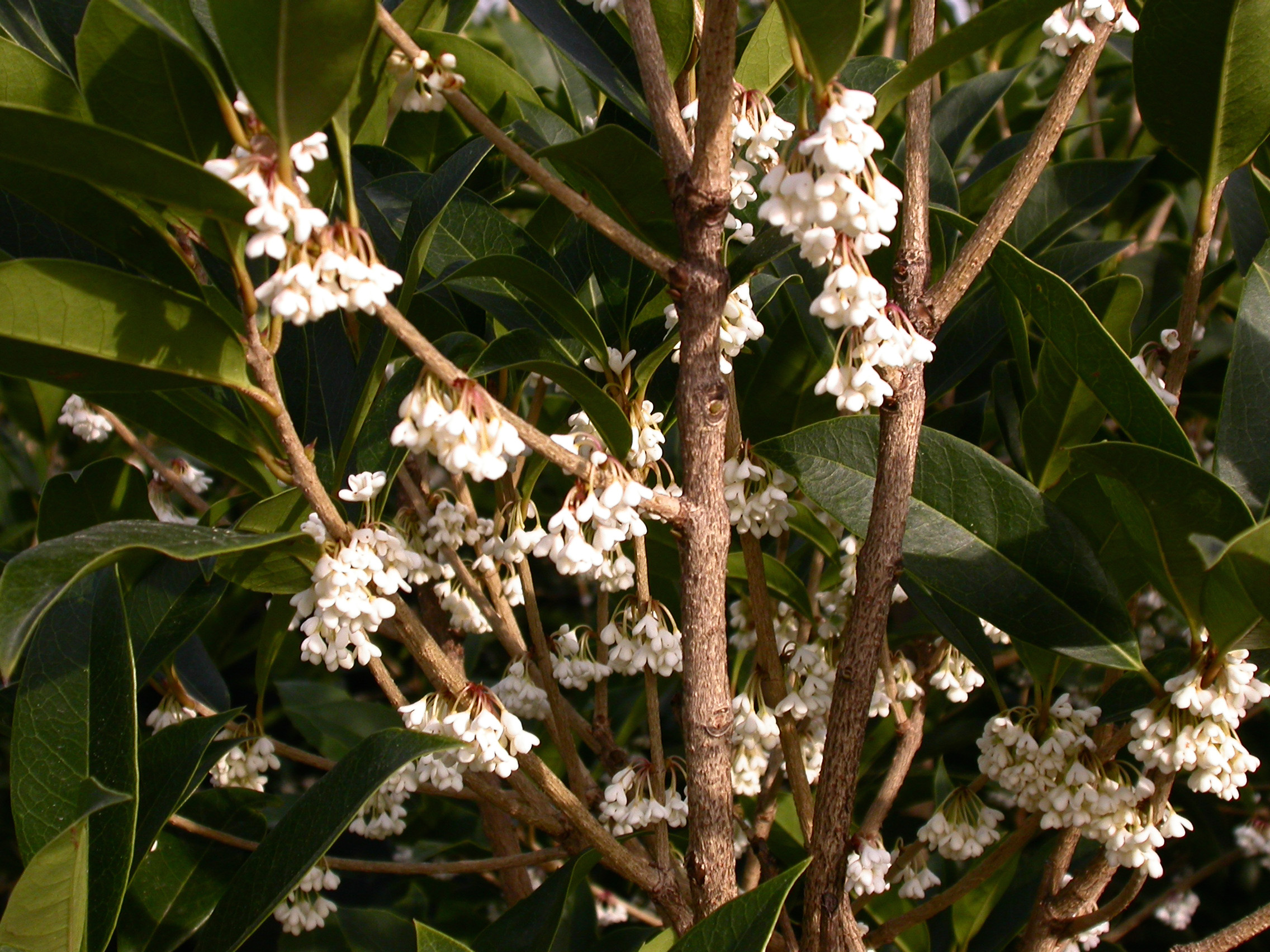 Osmanthus armatus - Vivai Nord