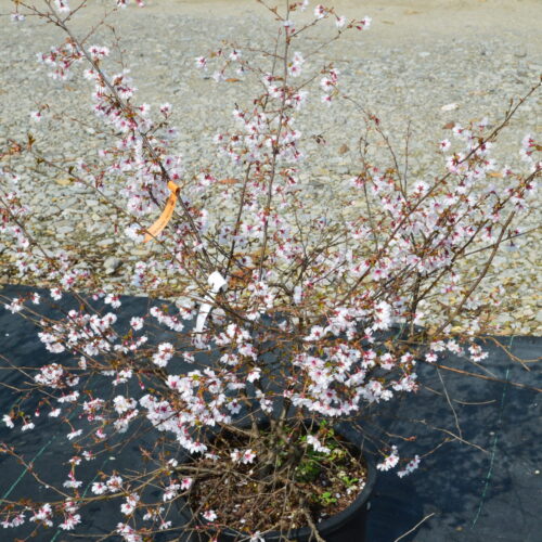 Prunus Incisa Mikinori Vivai Nord 9304