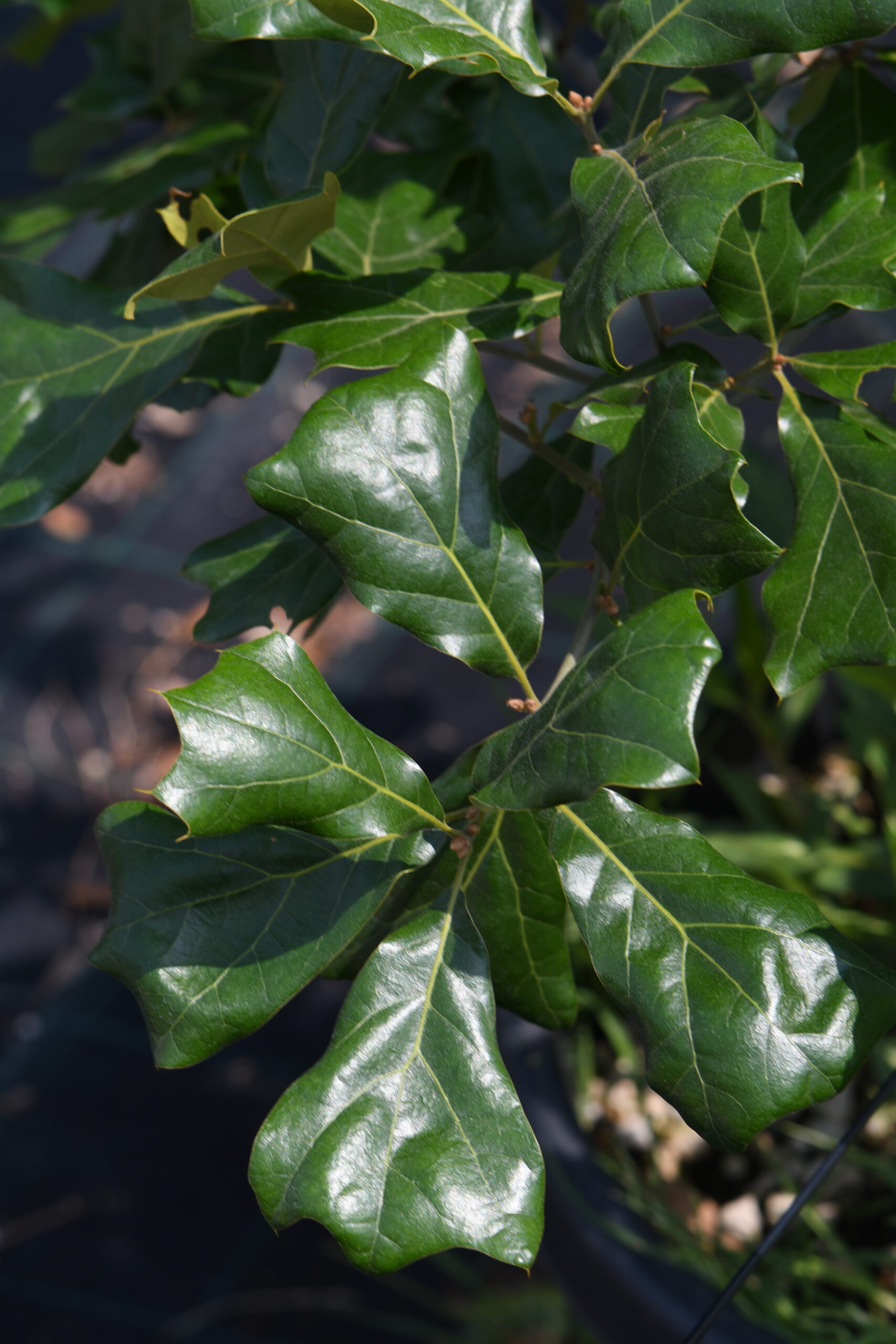 Quercus Marilandica - Vivai Nord