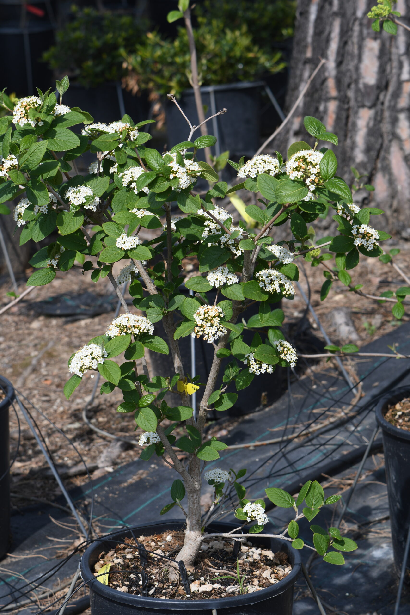 Viburnum 'Emerald Triumph' - Vivai Nord