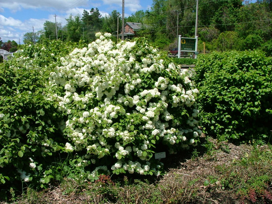 Viburnum 'Emerald Triumph' - Vivai Nord