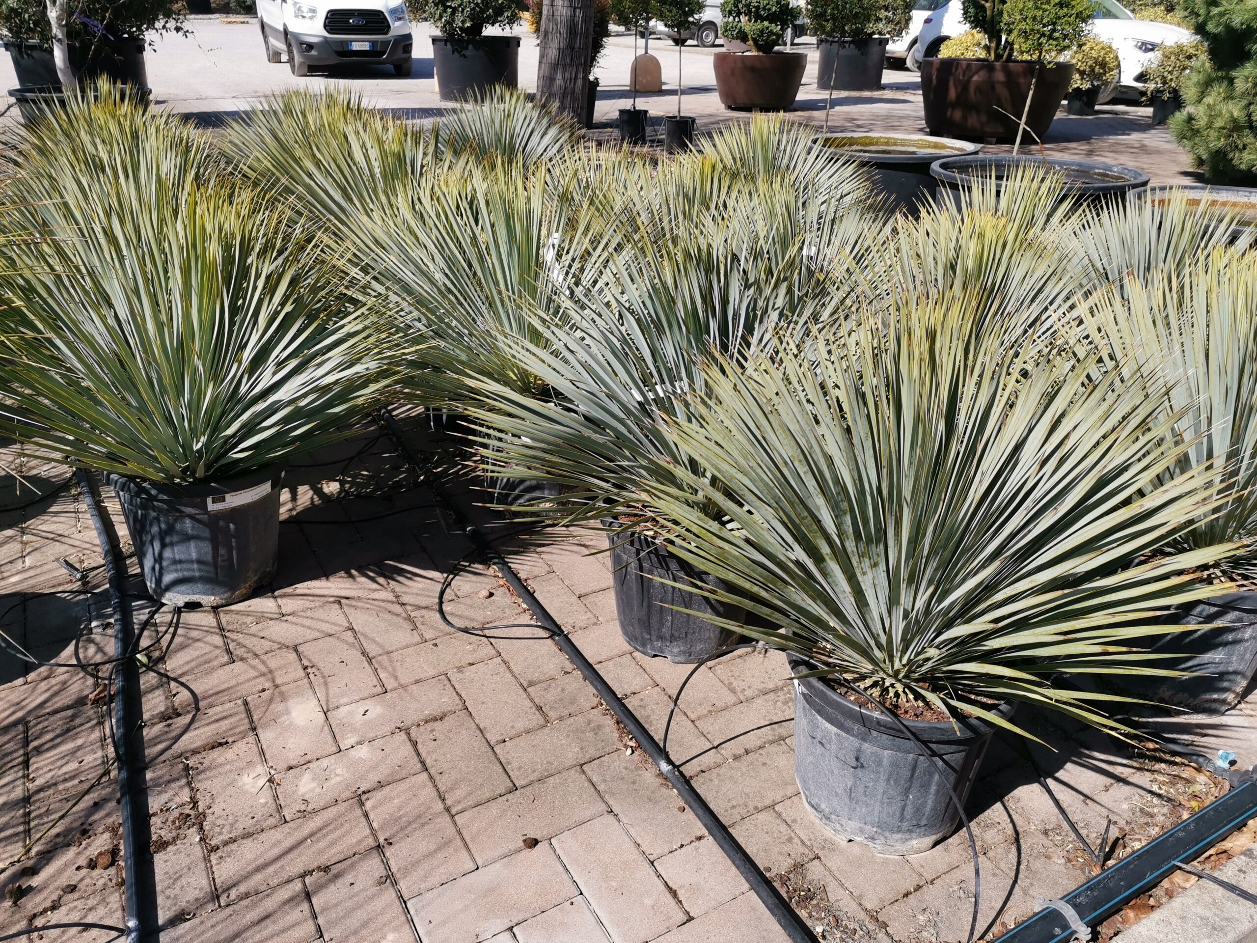 Yucca rostrata  piante grasse da esterno online